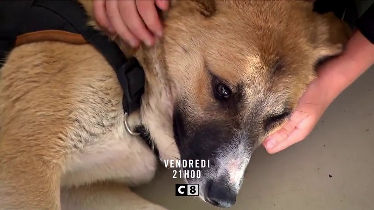 Animaux à adopter  nouvelle famille pour une n...