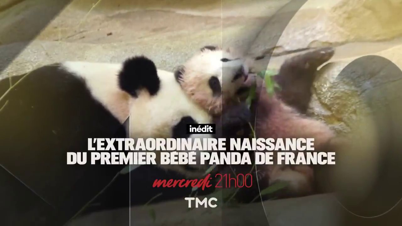 L'extraordinaire naissance du 1er bébé panda de France - TMC