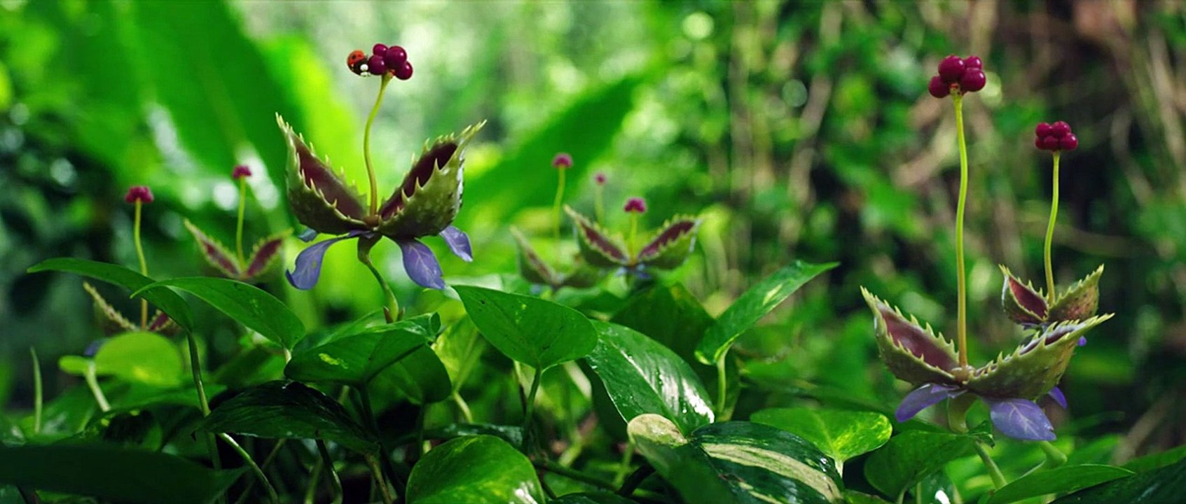 Die Winzlinge - Abenteuer in der Karibik Teaser DF