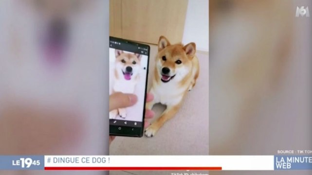 Zapping du 27/06 : Ce chien imite les photos comme personne