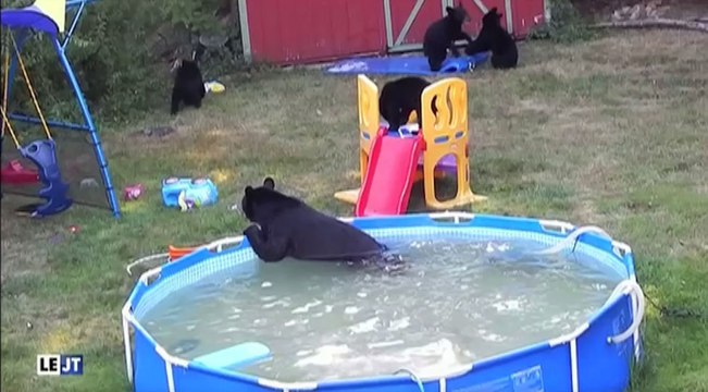 Le zapping du 25/08 : Insolite : Une famille d’ours s’incruste dans le jardin d’une famille américaine