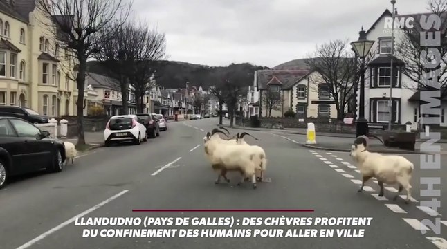Le zapping du 02/04 : Quand les animaux profitent du confinement pour envahir les villes