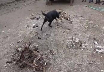 7 yıldır kayıp olan Emrah'ı akrabaları öldürüp ahır bahçesine gömmüş