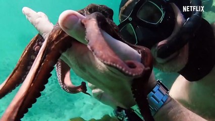 Mein Lehrer, der Krake Trailer OV