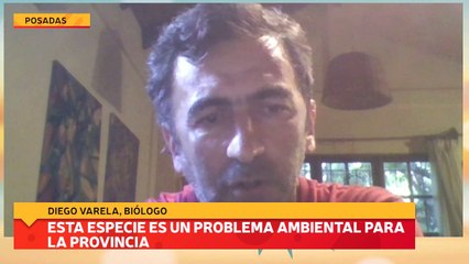 Esta especie es un problema ambiental para la provincia