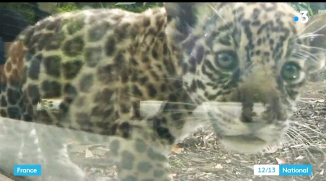 Zapping du 28/08 : Les premiers pas de 5 bébés félins au zoo de Paris