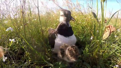 Die Wiese - Ein Paradies nebenan Trailer DF