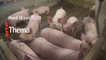 THEMA : Le vrai coût de la viande pas chère - Pauvre cochon, riche affaire  (ARTE) bande-annonce