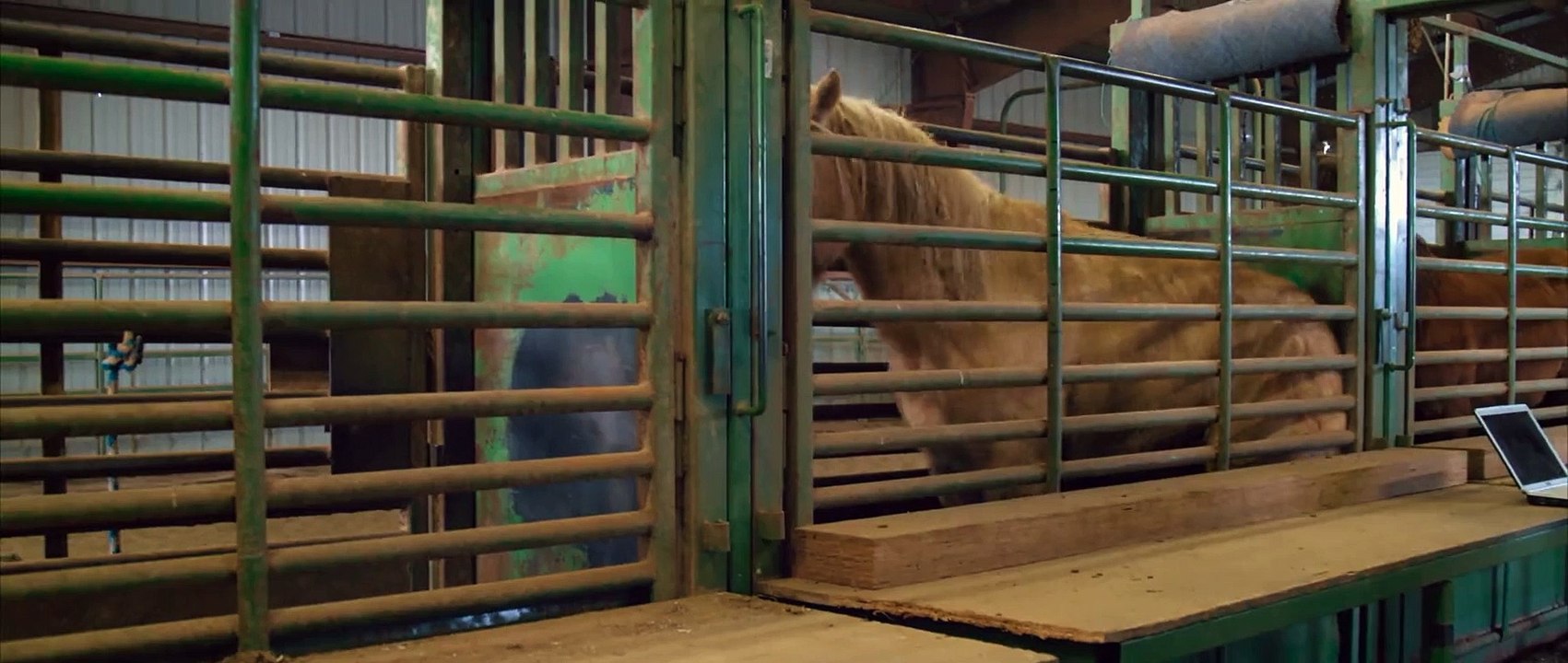 Magie der Wildpferde Trailer DF