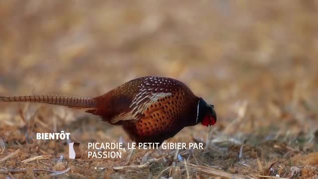 Picardie, le petit gibier par passion - 19/09/16