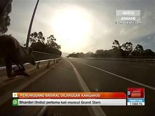 Penunggang basikal dilanggar kangaroo