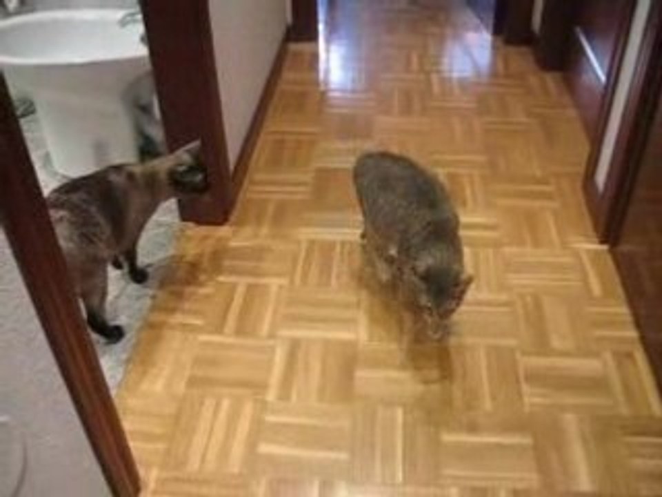 Yo solo quiero pasear
