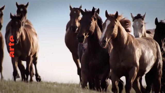 Equus : Une histoire de chevaux et d’hommes (ARTE) la bande-annonce