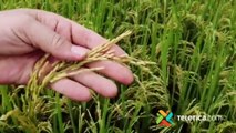 tn7-Agricultura orgánica, sus beneficios-090322