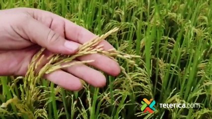 tn7-Agricultura orgánica, sus beneficios-090322