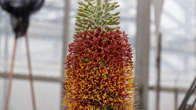 Endangered plant shows new sign of life at botanical garden