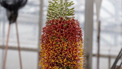 Endangered plant shows new sign of life at botanical garden