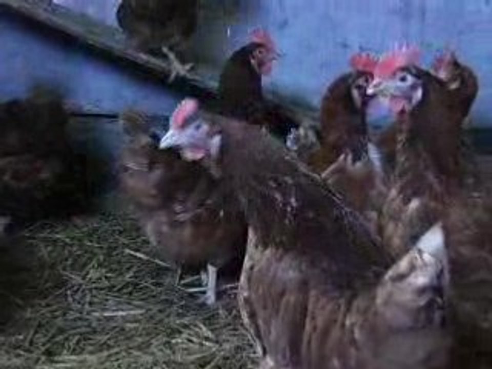 Les poules