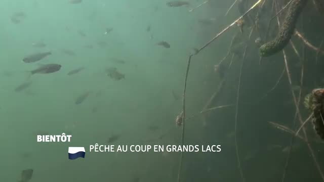 Pêche au coup en grands lacs - 16/08/16