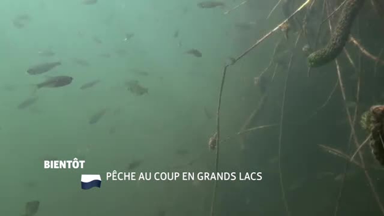 Pêche au coup en grands lacs - 16/08/16