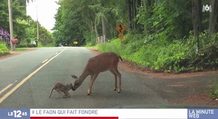 Zapping du 06/06 : Une biche vient au secours de son faon apeuré