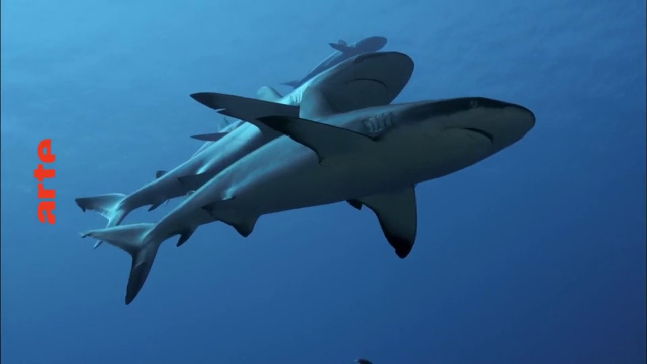 700 requins dans la nuit - arte - 09 06 18