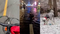 Snow dogs, swamped bikes and faux flood swimming: Prime Cuts