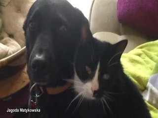 Blind cat and dog become friends