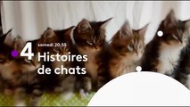 Histoires de chats - france 4 - 02 06 18