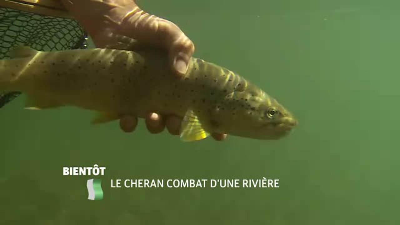 Le Chéran, le combat d'une rivière - 13/08/16