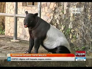 Keunikan spesies Tapir Malaya