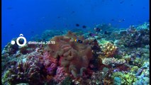 Passion Outre-mer - Tara, l'odyssée du corail - France ô - 03 06 18