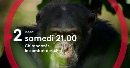 Chimpanzés, le combat des chefs (france 2) la bande-annonce