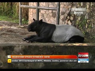 Memahami spesis istimewa tapir