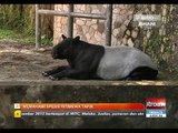 Memahami spesis istimewa tapir