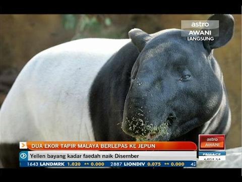 Dua ekor Tapir Malaya berlepas ke Jepun