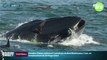 Zapping du 13/03 : Un plongeur se fait gober par une baleine !
