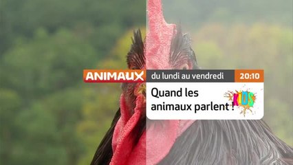 Quand les animaux parlent - animaux TV