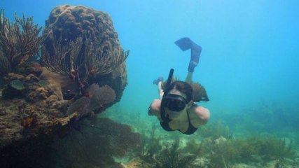 BA L'homme dauphin, sur les traces de Jacques Mayol