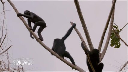 Une Saison chez les bonobos - 27/07/16