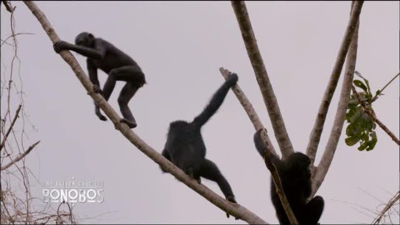 Une Saison chez les bonobos - 27/07/16