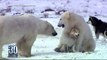 Le zapping du 28/07 : L’incroyable amitié entre des chiens et des ours polaires