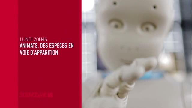 Animats, des espèces en voie d'apparition - 12/06/17