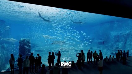 Nausicaa, le plus grand aquarium d’Europe -  RMC - 10 05 18