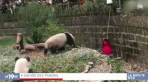 Zapping du 14/02 : La chute d’une fillette dans l’enclos des pandas