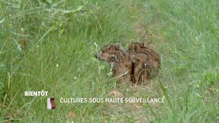 Cultures sous haute surveillance - 31/05/17