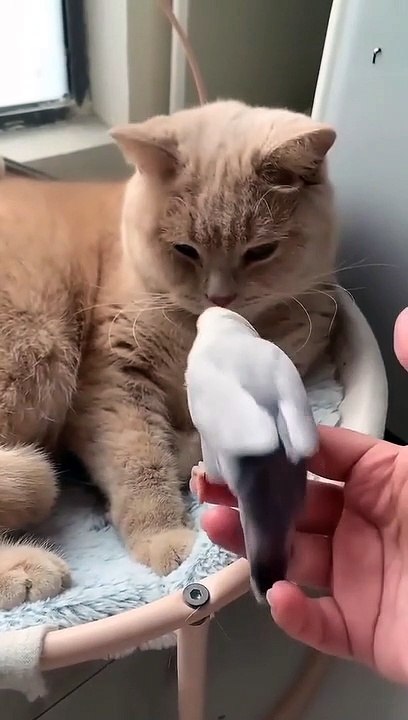 cute cat