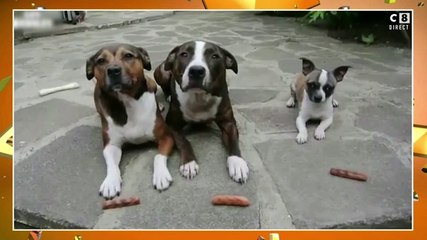 Zapping du 31/01 : Un petit chien très malin