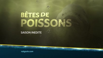 Bêtes de poissons - Nat Geo Wild