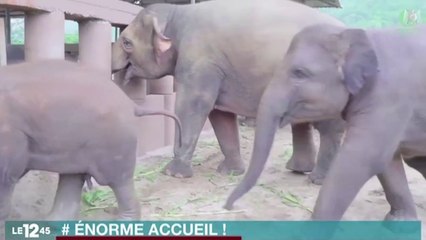 Le zapping du 02/06 : Le super accueil d’un nouveau-né par un troupeau d’éléphants !